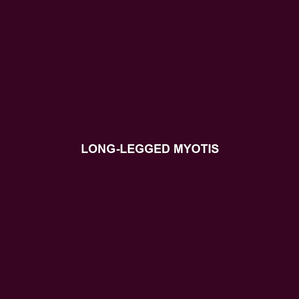 Long-legged Myotis