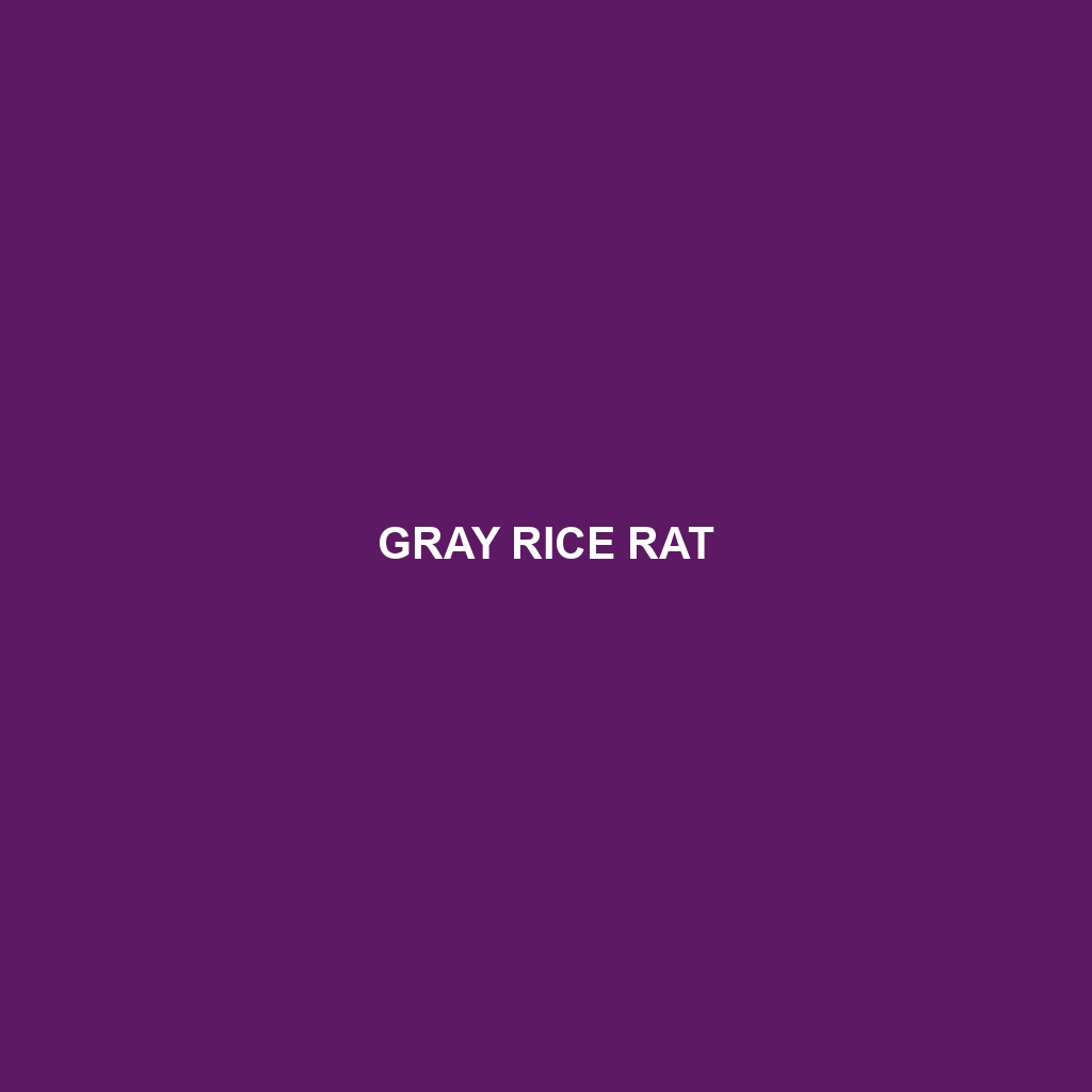 Gray Rice Rat