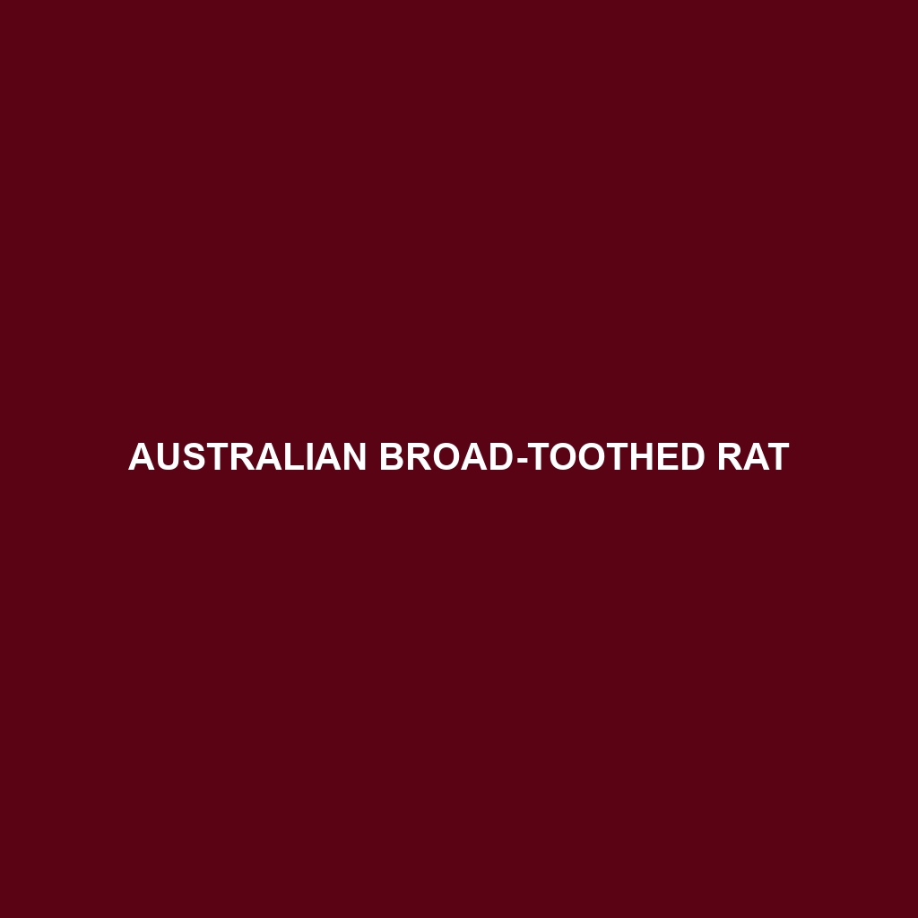 Australian Broad-toothed Rat