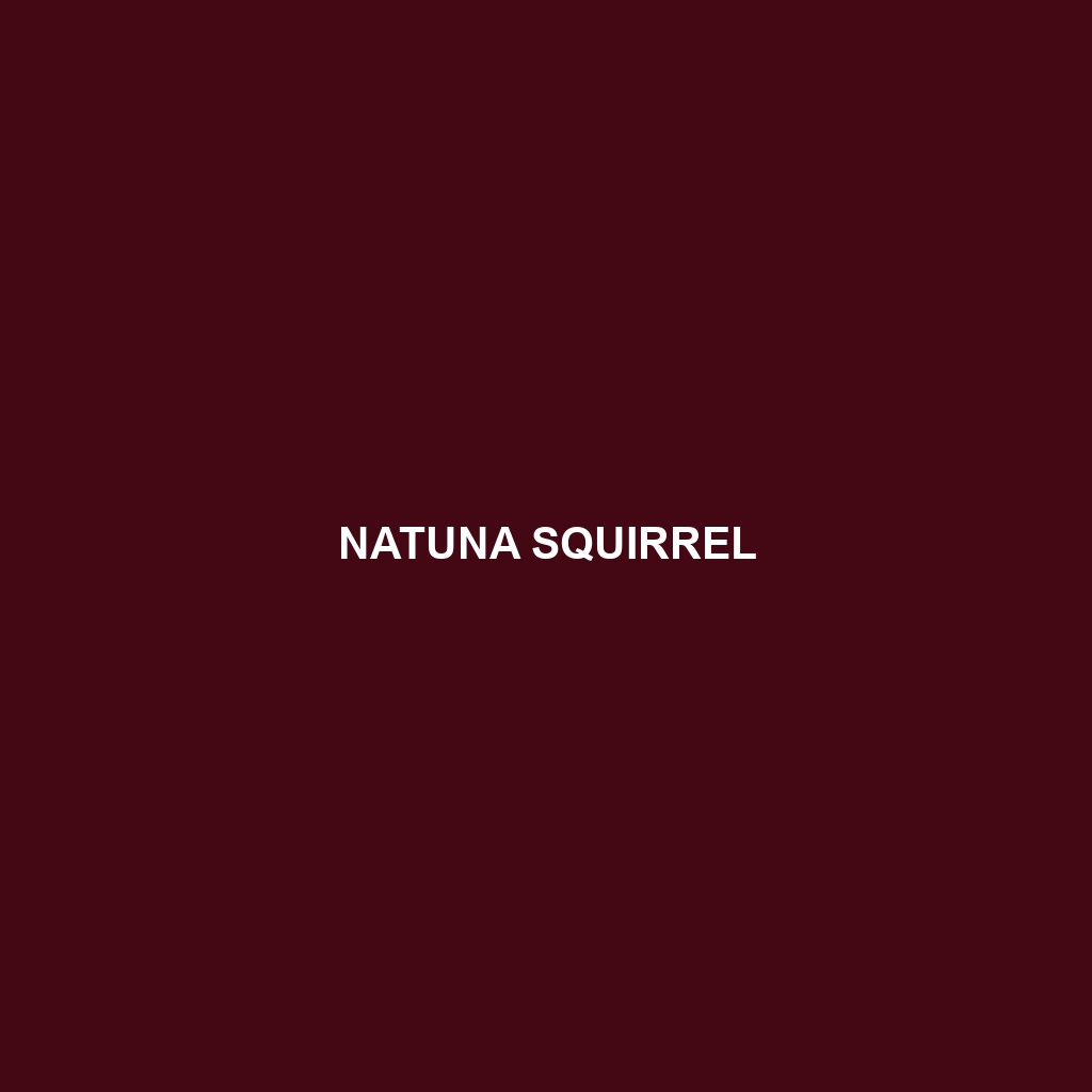 Natuna Squirrel