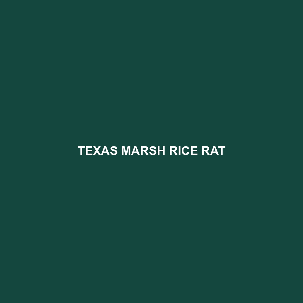 Texas Marsh Rice Rat