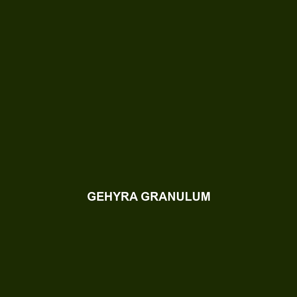 Gehyra granulum