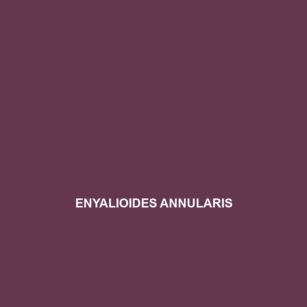 Enyalioides annularis