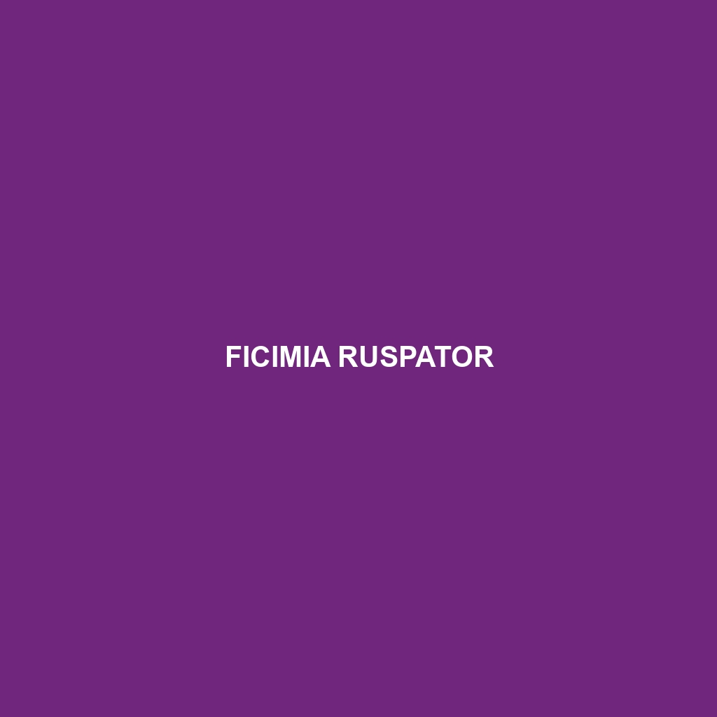 Ficimia ruspator