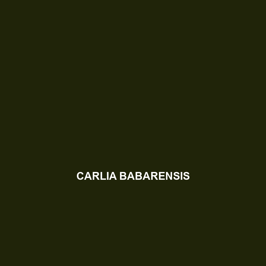 Carlia babarensis