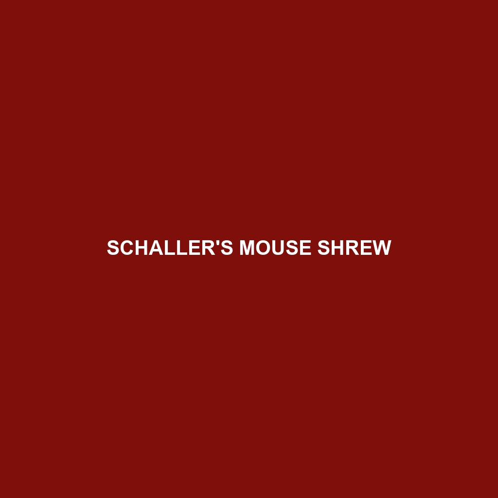 Schaller's Mouse Shrew