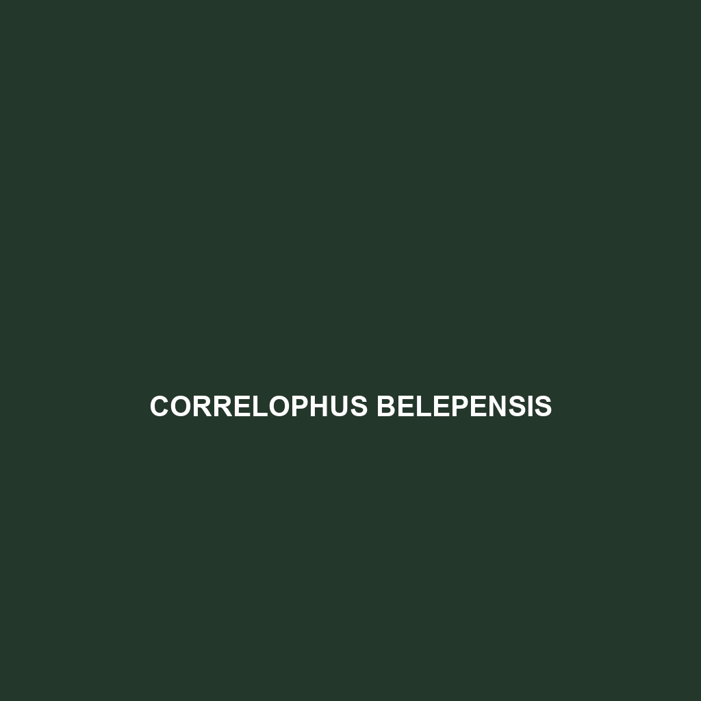 Correlophus belepensis