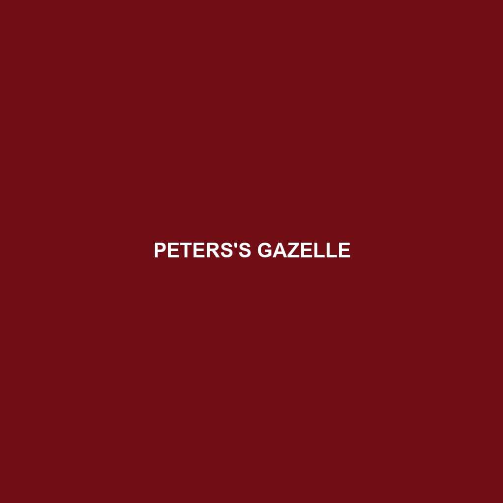 Peters's Gazelle