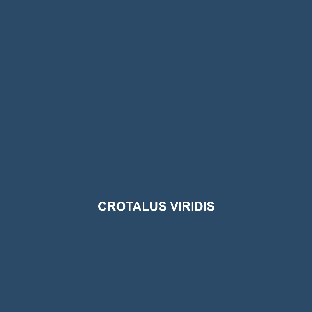 Crotalus viridis