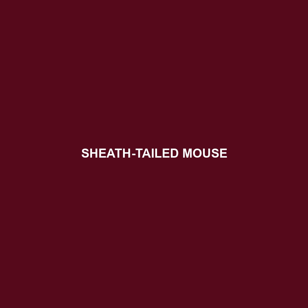 Sheath-tailed Mouse