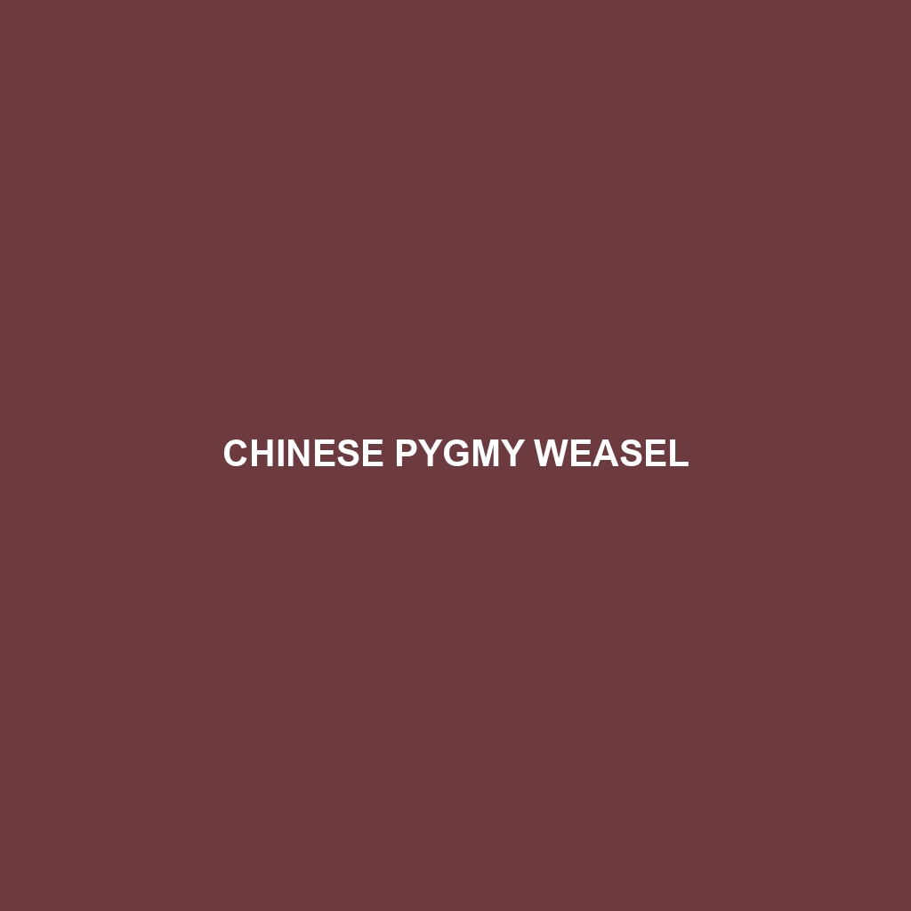 Chinese Pygmy Weasel