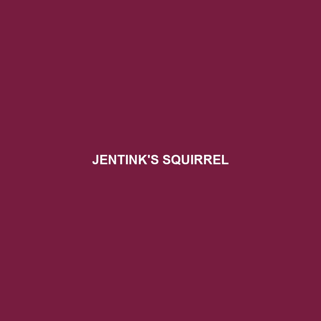 Jentink's Squirrel