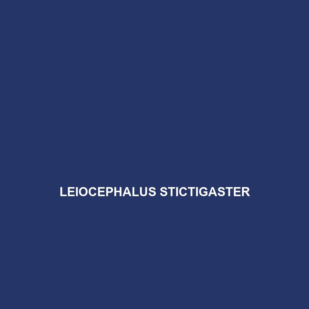 Leiocephalus stictigaster