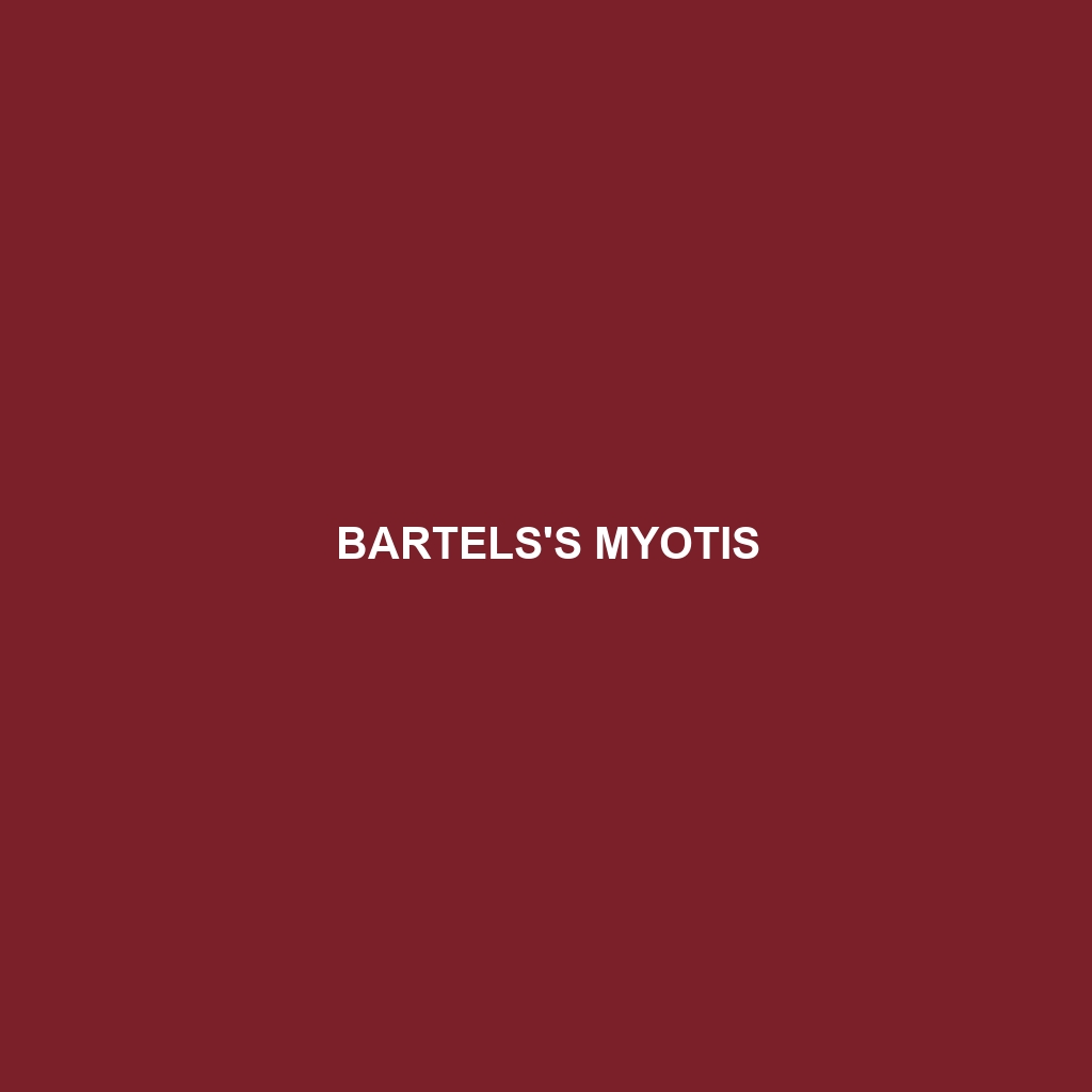 Bartels's Myotis