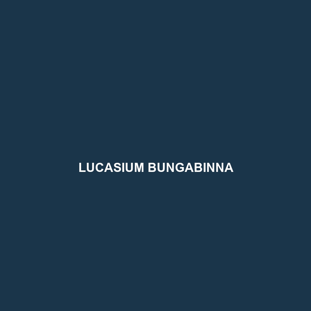 Lucasium bungabinna