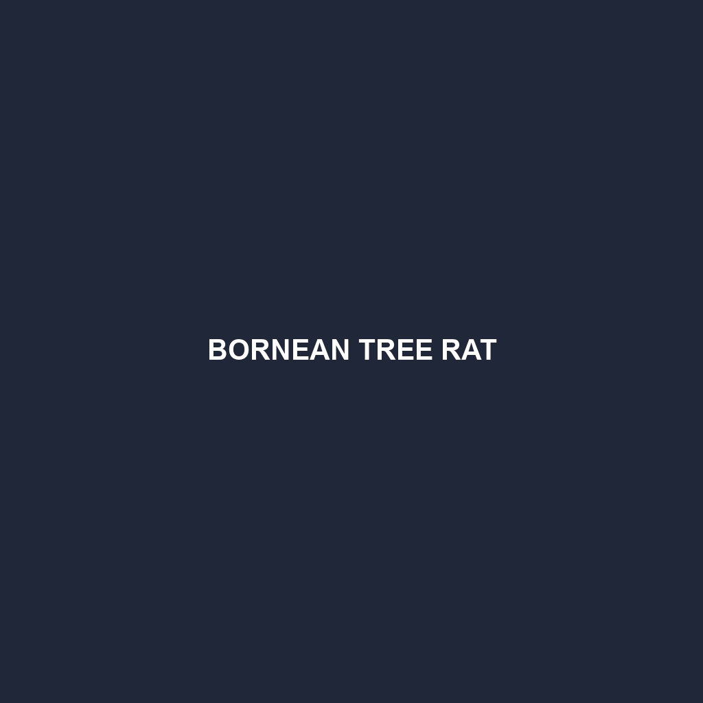 Bornean Tree Rat