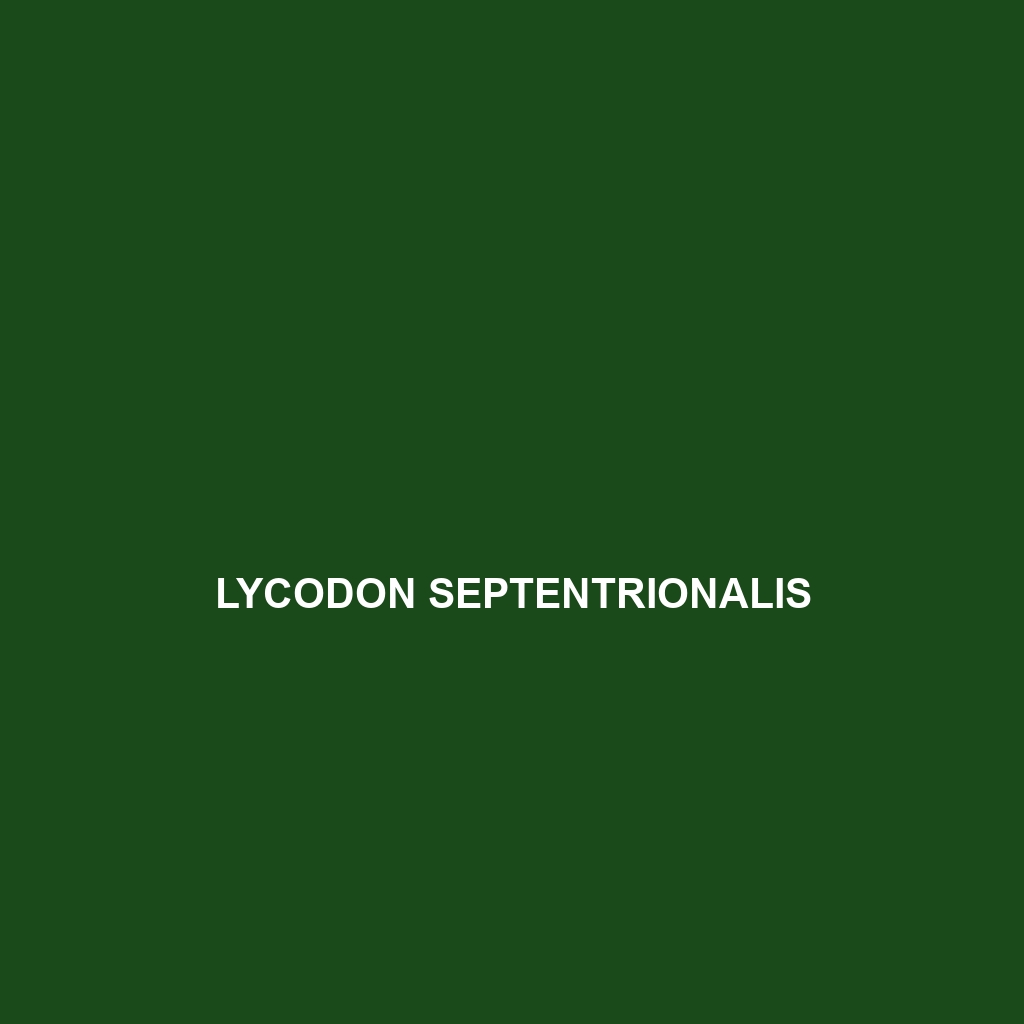 Lycodon septentrionalis