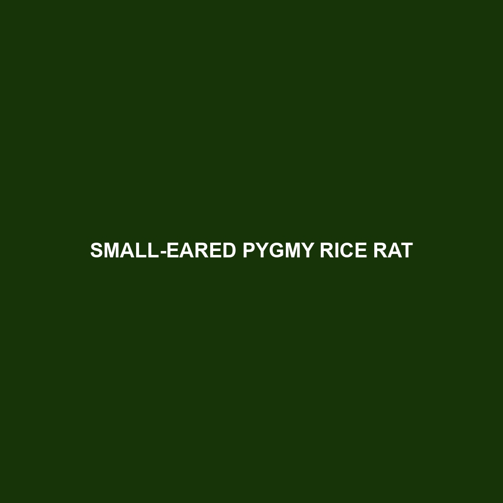 Small-eared Pygmy Rice Rat