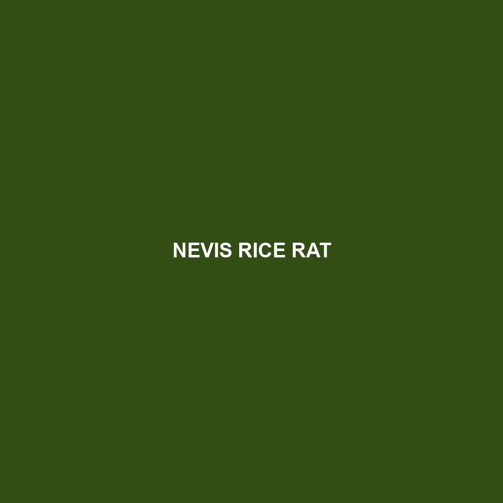 Nevis Rice Rat