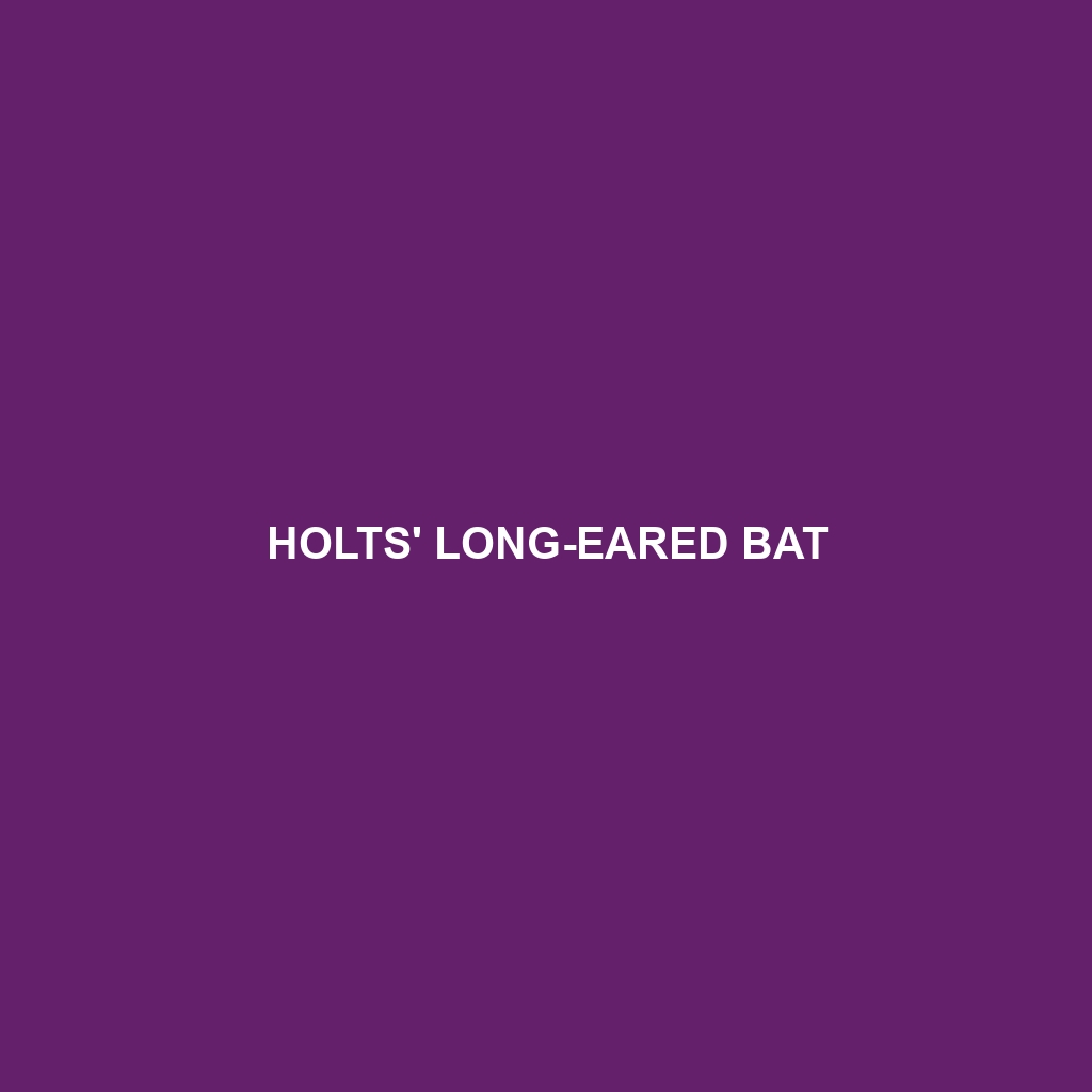 Holts' Long-eared Bat