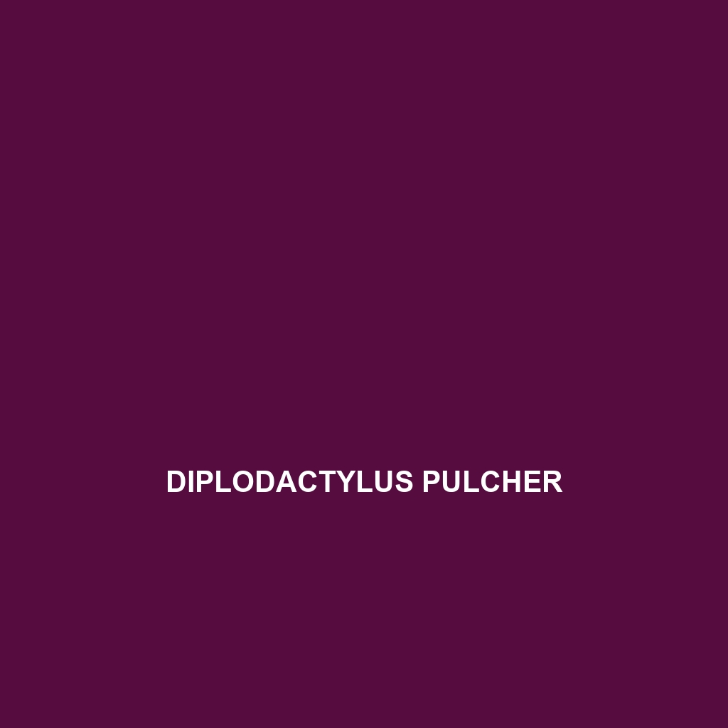 Diplodactylus pulcher