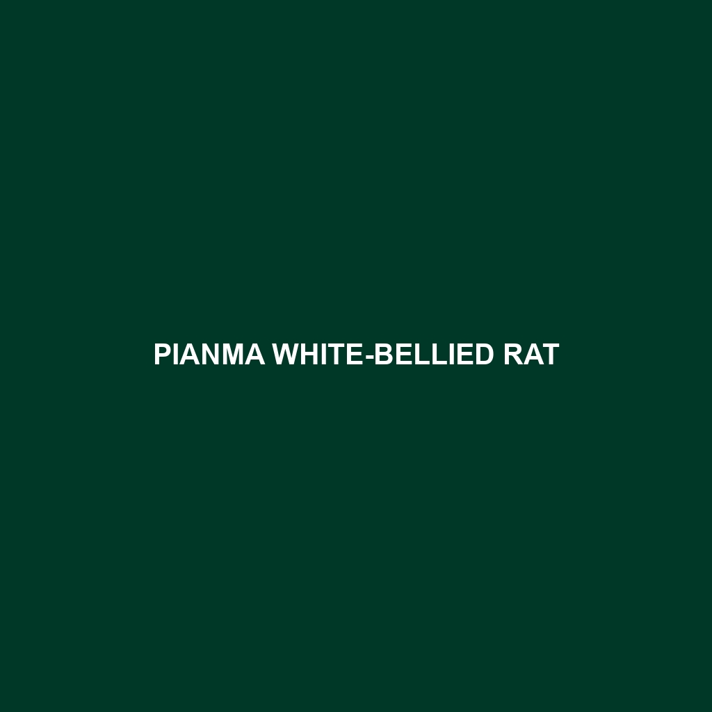 Pianma White-bellied Rat