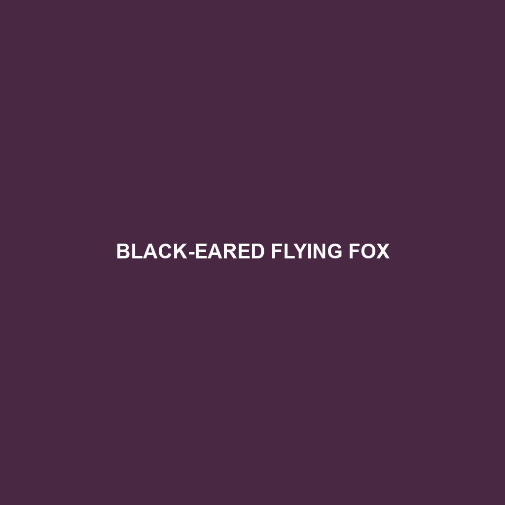 Black-eared Flying Fox