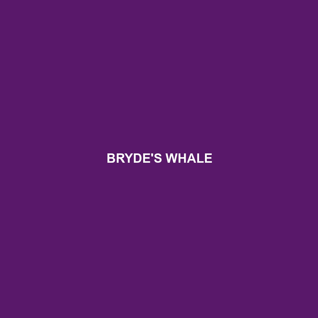 Bryde's Whale