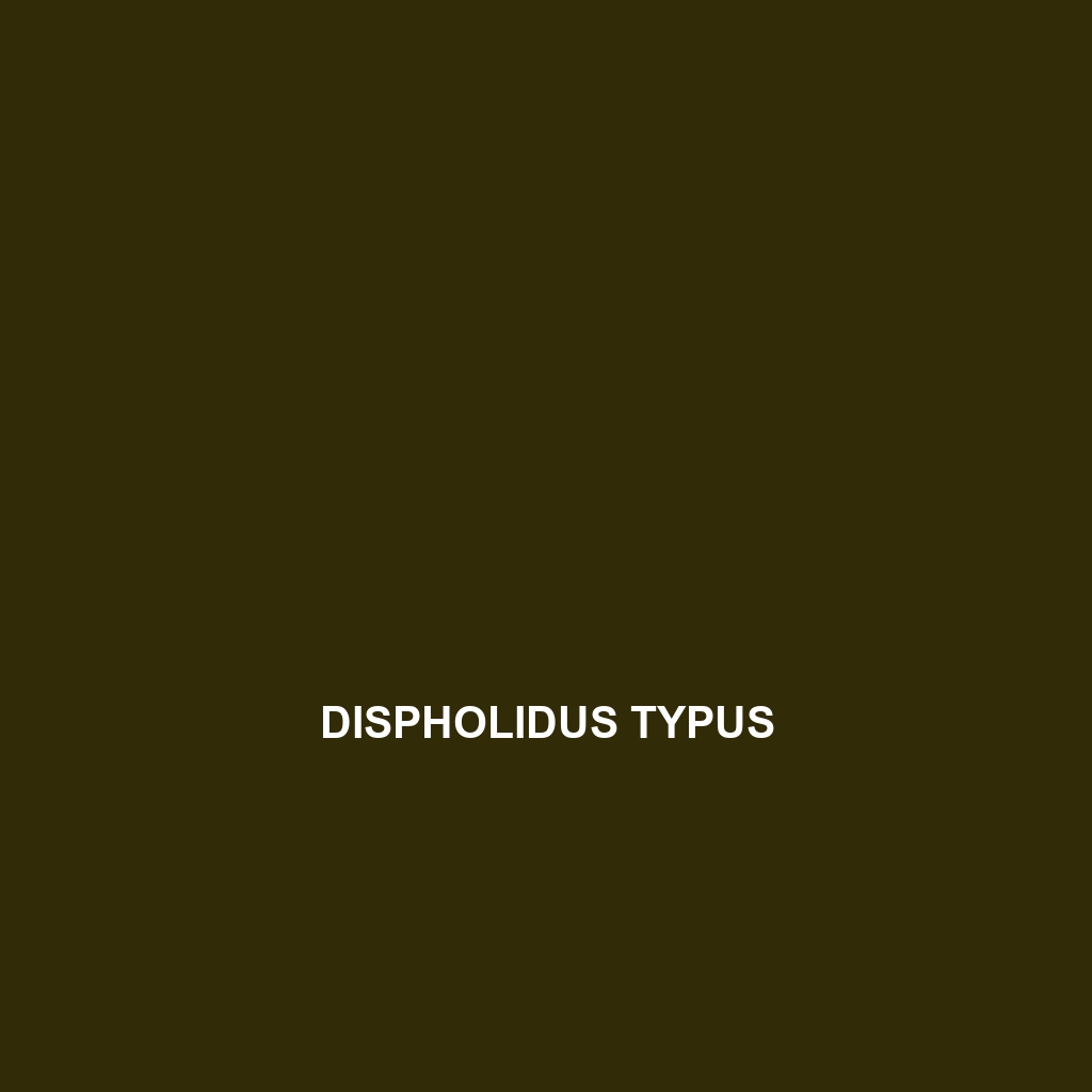 Dispholidus typus