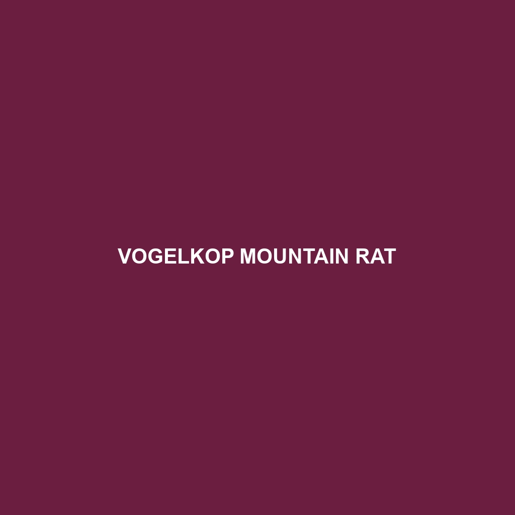 Vogelkop Mountain Rat