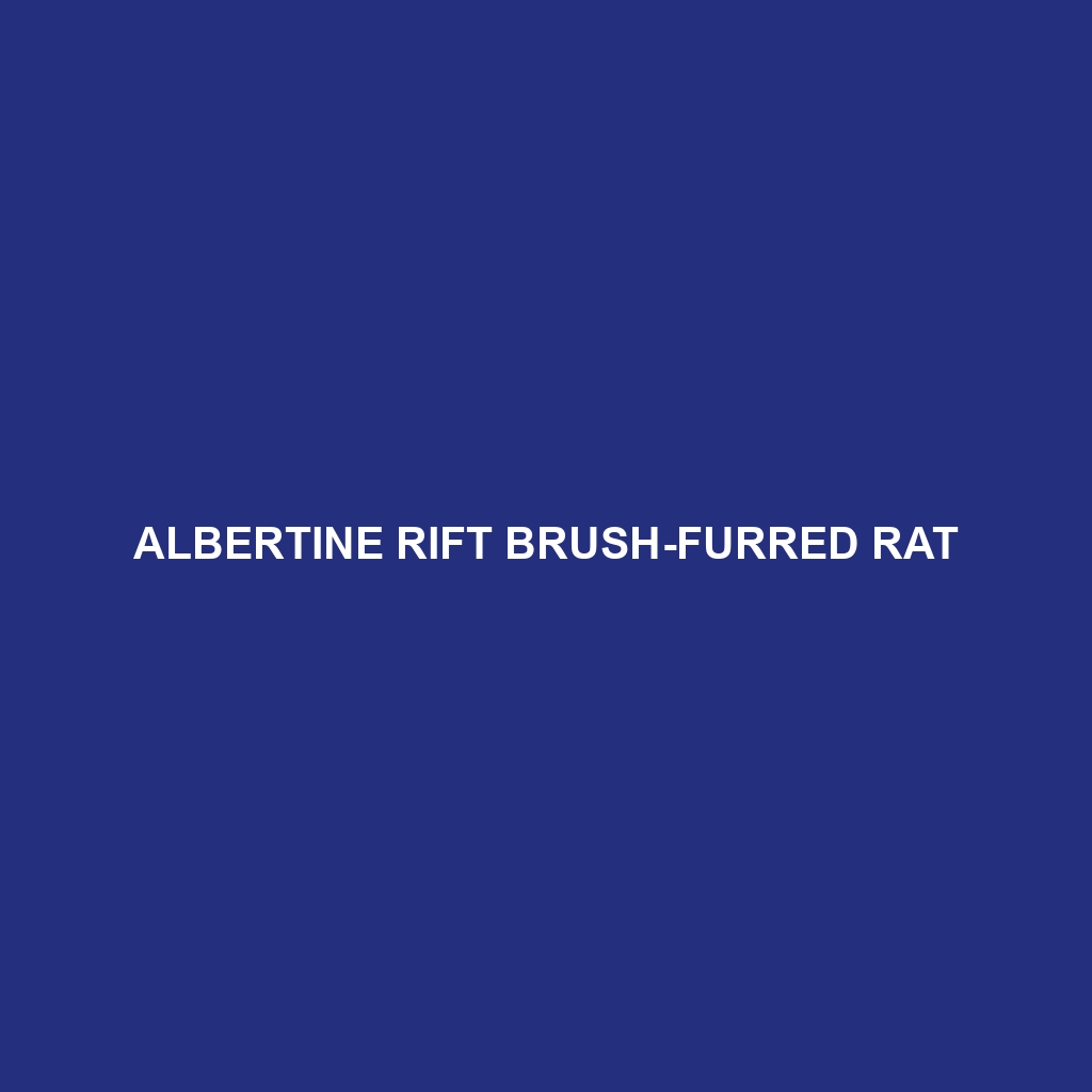 Albertine Rift Brush-furred Rat