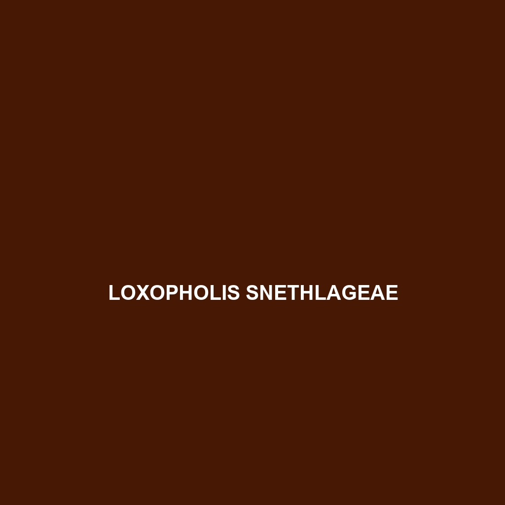 Loxopholis snethlageae