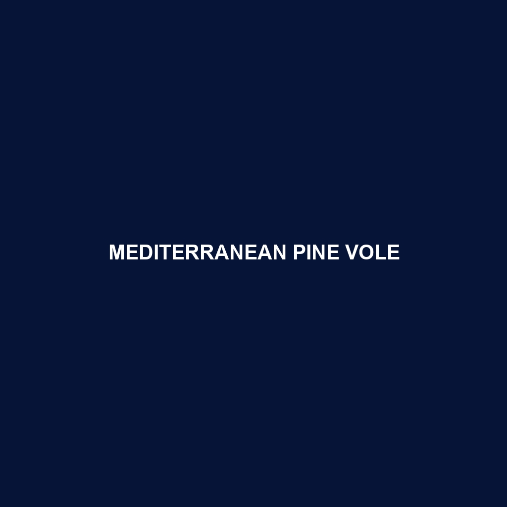 Mediterranean Pine Vole