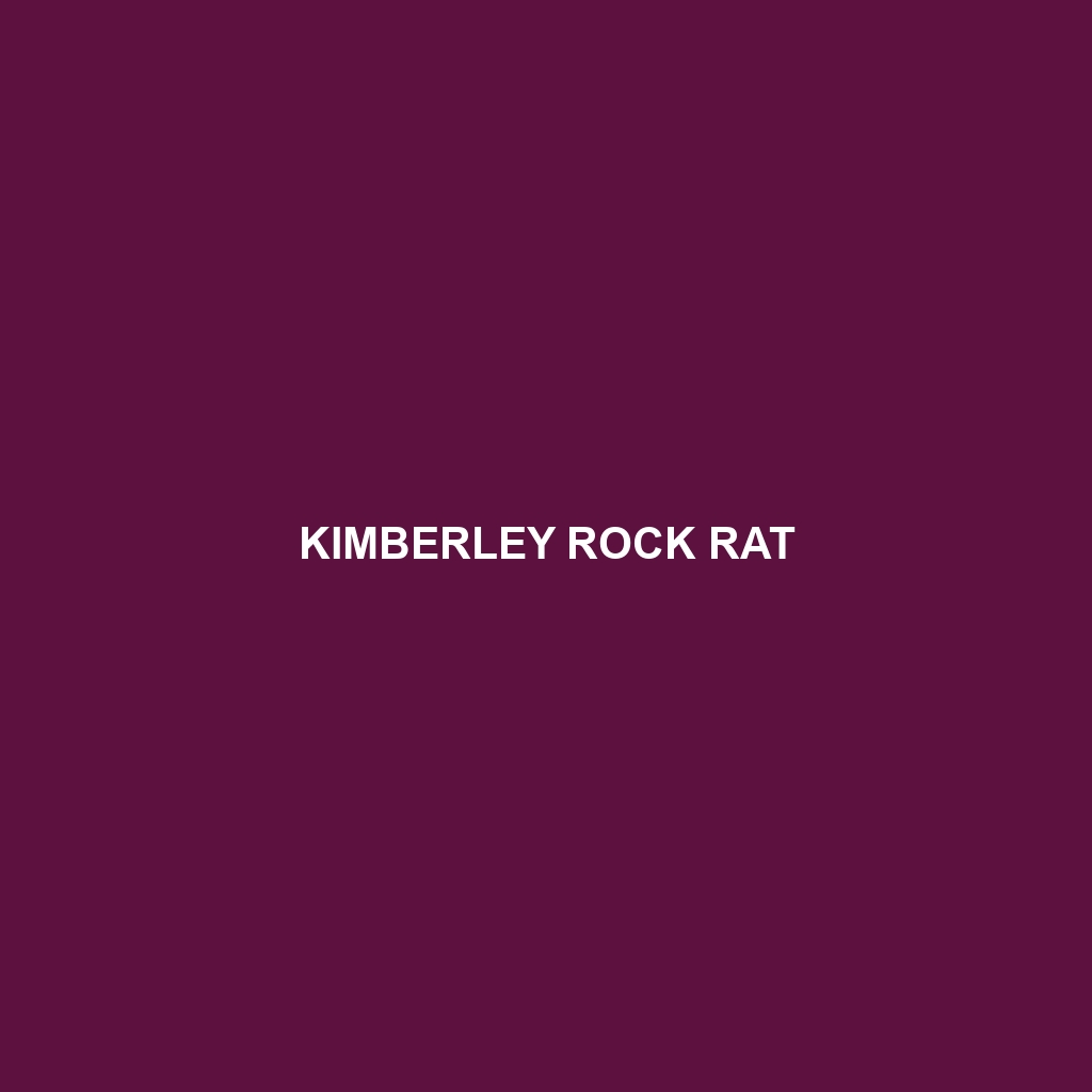 Kimberley Rock Rat