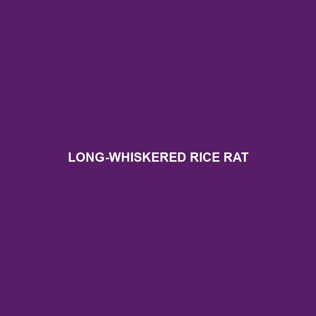 Long-whiskered Rice Rat