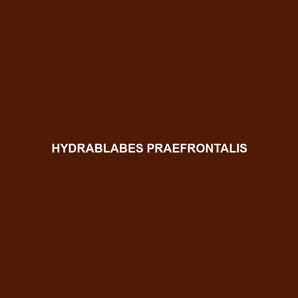 Hydrablabes praefrontalis