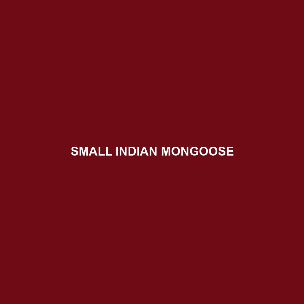 Small Indian Mongoose