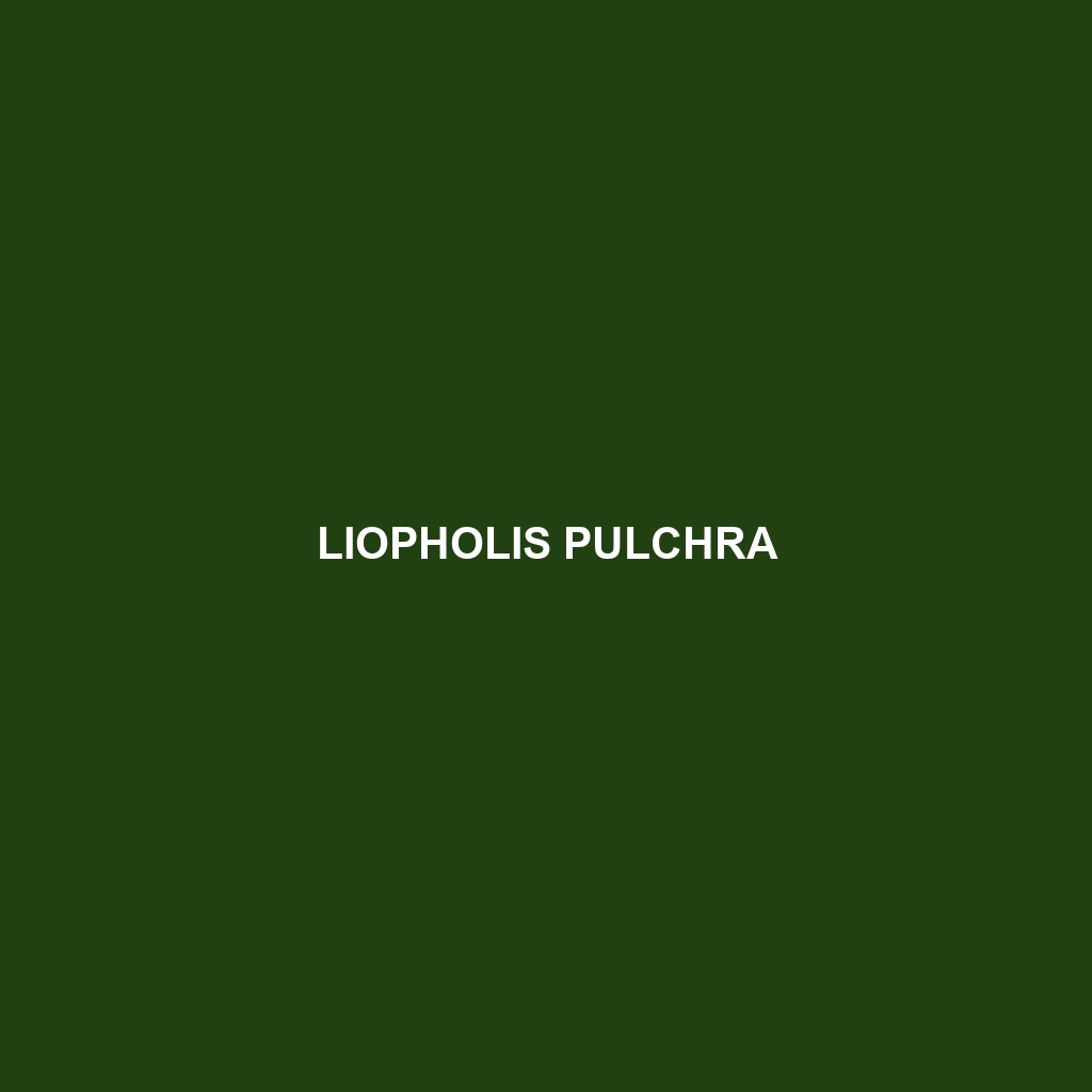 Liopholis pulchra