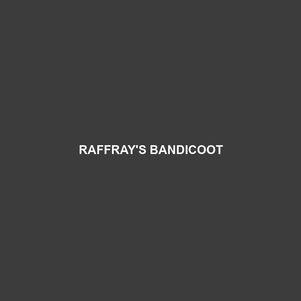 Raffray's Bandicoot