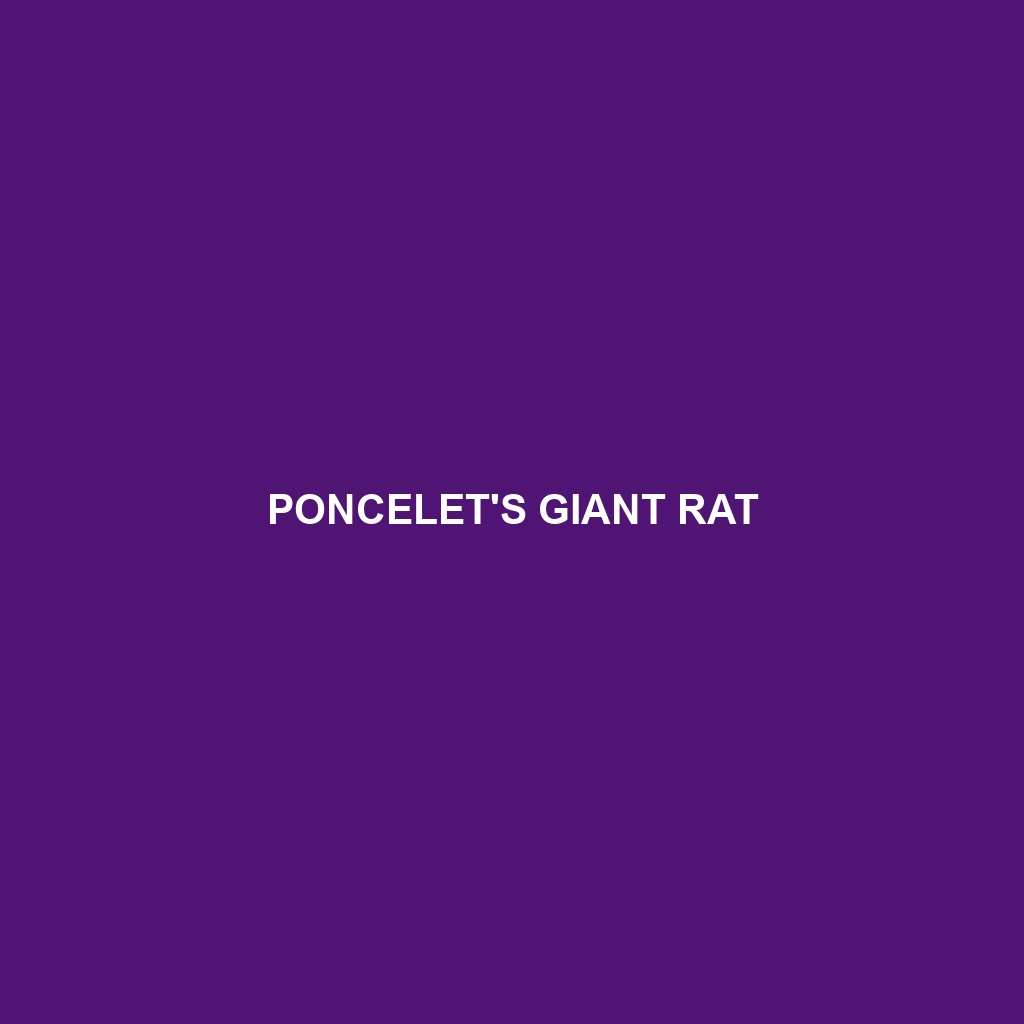 Poncelet's Giant Rat