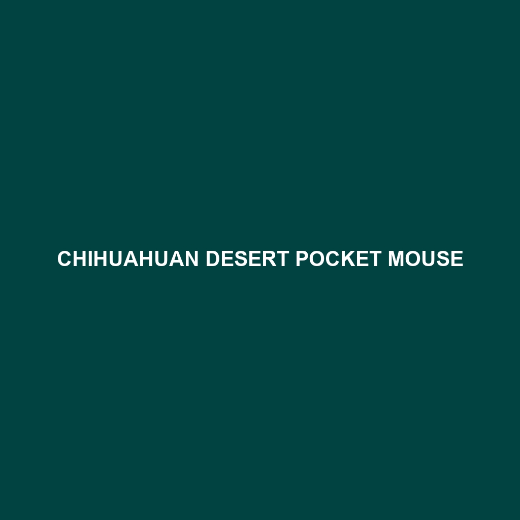 Chihuahuan Desert Pocket Mouse