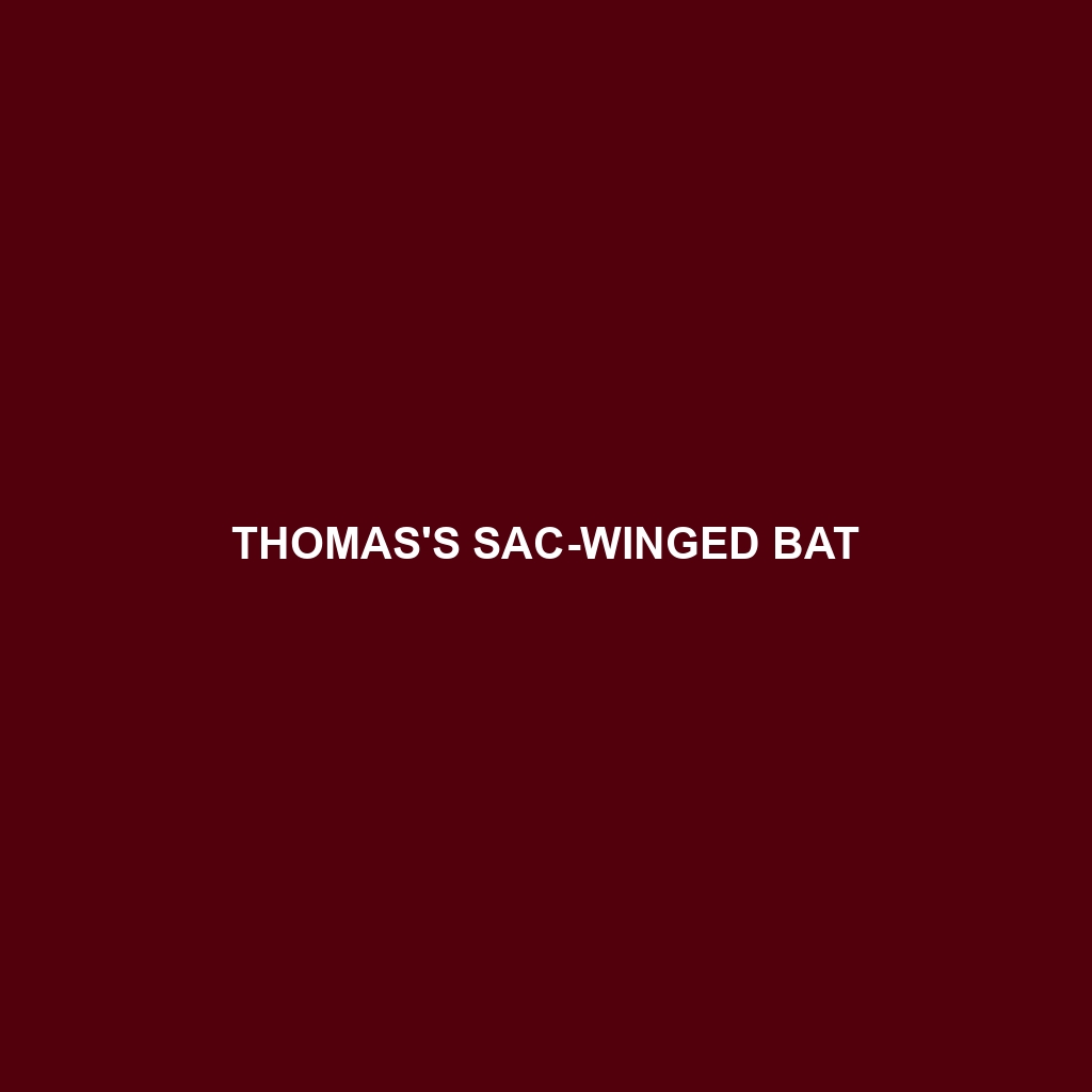 Thomas's Sac-winged Bat