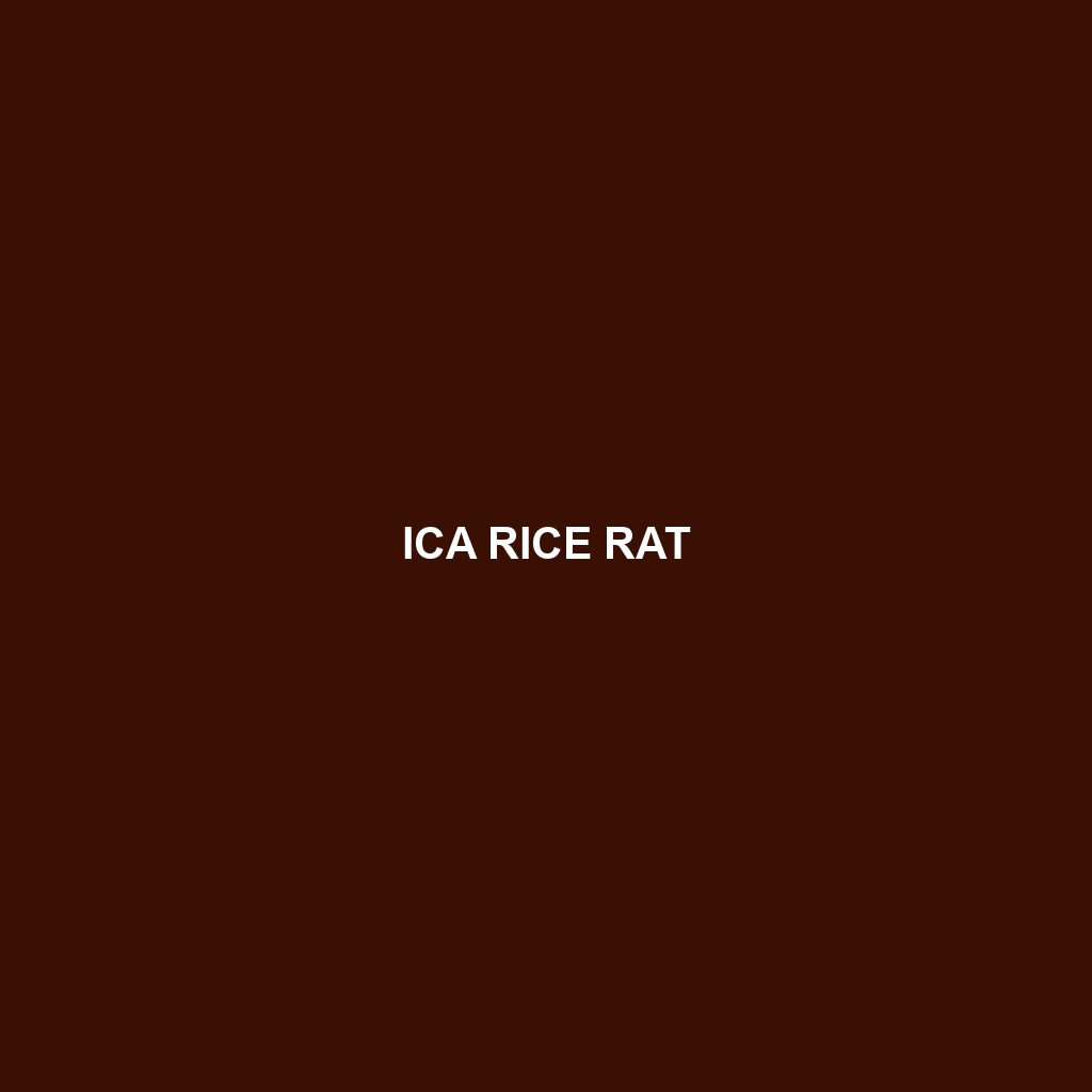 Ica Rice Rat