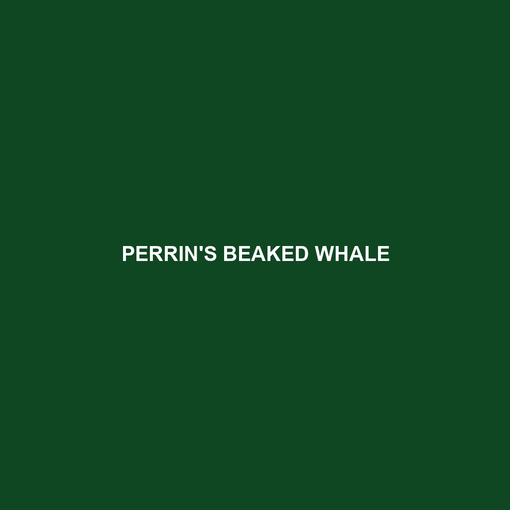 Perrin's Beaked Whale