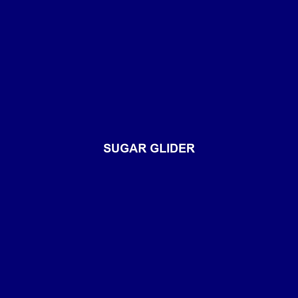 Sugar Glider