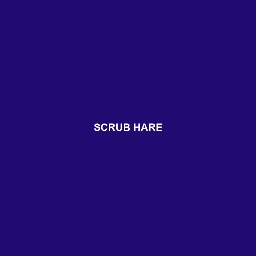 Scrub Hare