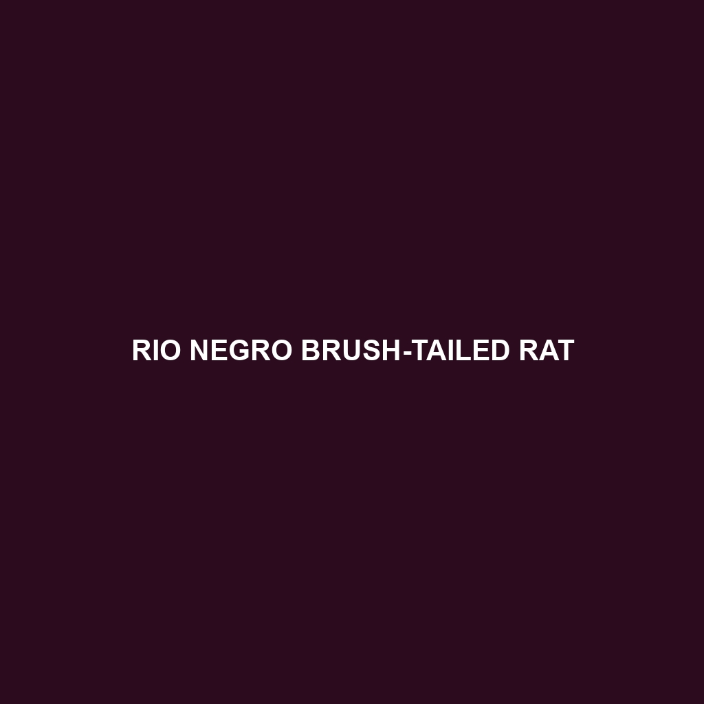 Rio Negro Brush-tailed Rat