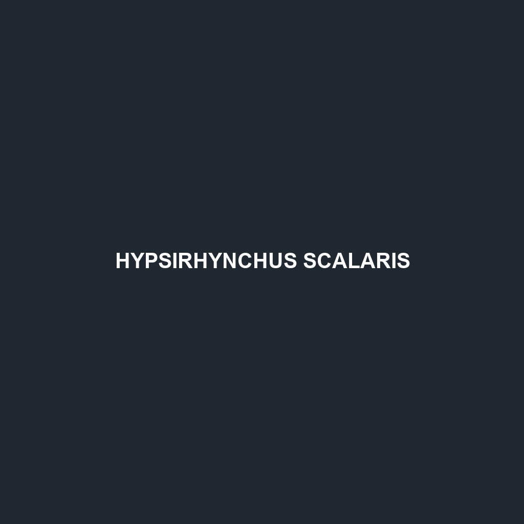 Hypsirhynchus scalaris