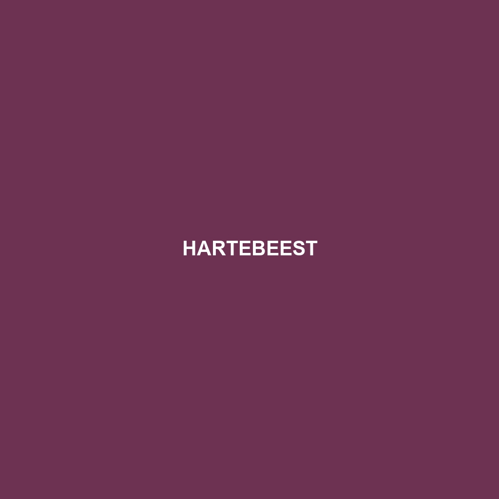 Hartebeest