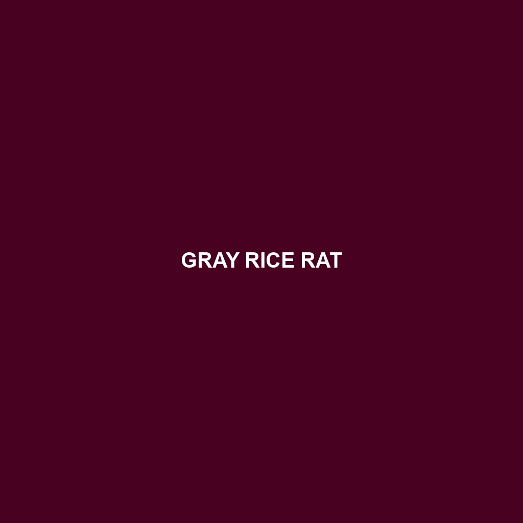 Gray Rice Rat